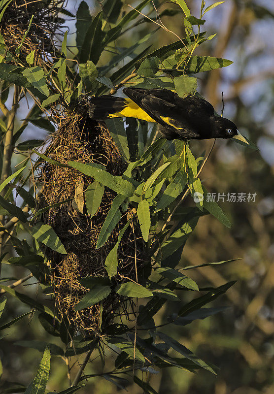 黄背驼峰(Cacicus cela)是一种雀形目鸟类，在巴西潘塔纳尔发现的新世界黄鹂科。巢。